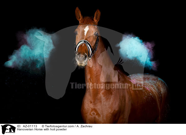 Hannoveraner mit Holi Pulver / Hanoverian Horse with holi powder / AZ-01113