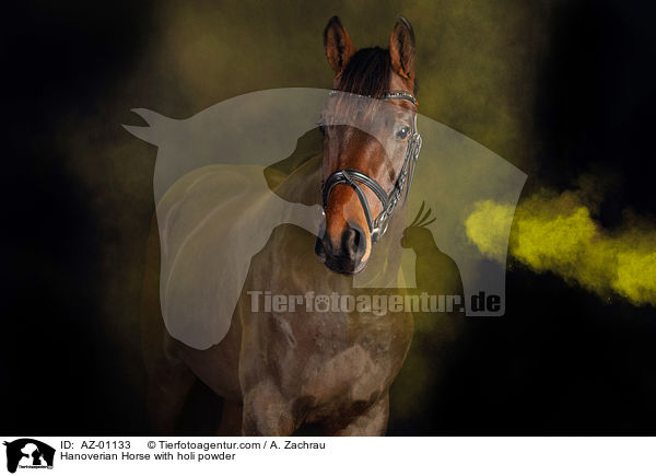 Hannoveraner mit Holi Pulver / Hanoverian Horse with holi powder / AZ-01133