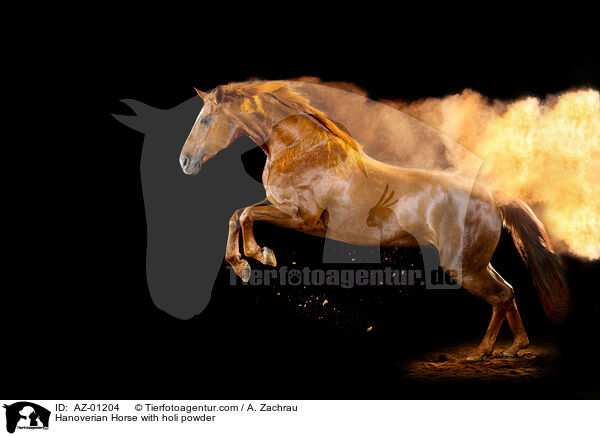 Hanoverian Horse with holi powder / AZ-01204