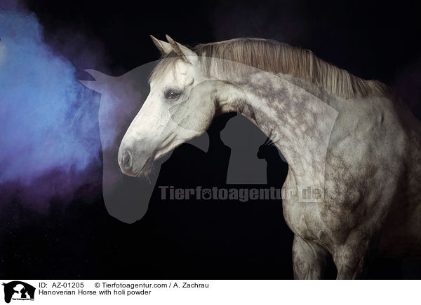 Hanoverian Horse with holi powder / AZ-01205
