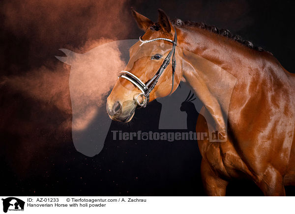 Hannoveraner mit Holi Pulver / Hanoverian Horse with holi powder / AZ-01233