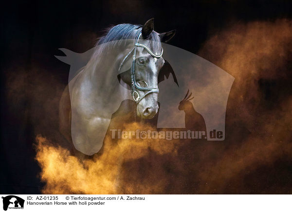 Hanoverian Horse with holi powder / AZ-01235