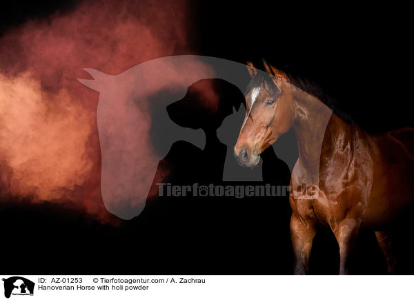 Hannoveraner mit Holi Pulver / Hanoverian Horse with holi powder / AZ-01253