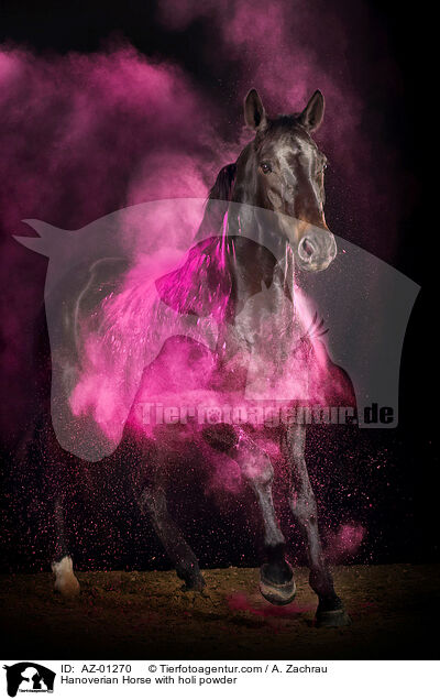 Hanoverian Horse with holi powder / AZ-01270