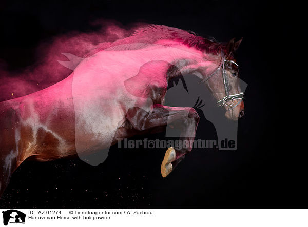 Hannoveraner mit Holi Pulver / Hanoverian Horse with holi powder / AZ-01274
