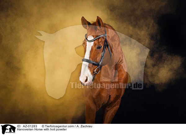 Hanoverian Horse with holi powder / AZ-01283