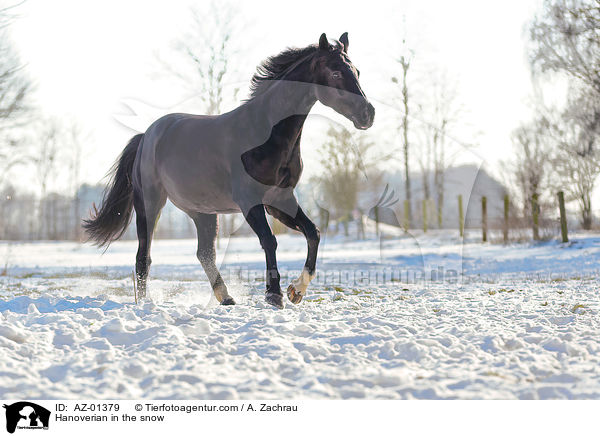 Hanoverian in the snow / AZ-01379