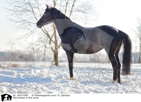Hanoverian in the snow / AZ-01380