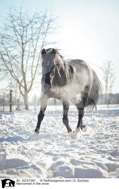 Hanoverian in the snow / AZ-01381