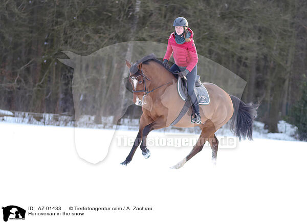 Hannoveraner im Schnee / Hanoverian in the snow / AZ-01433