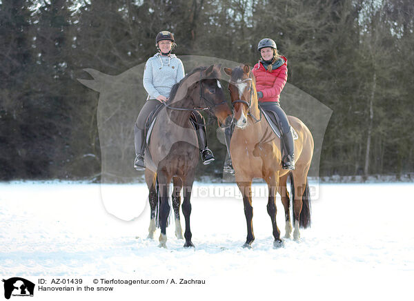 Hannoveraner im Schnee / Hanoverian in the snow / AZ-01439