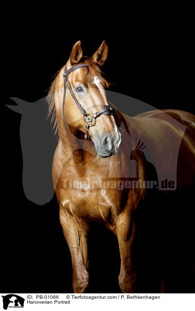 Hanoverian Portrait / PB-01066