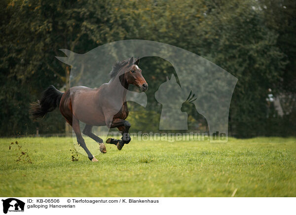 galoppierender Hannoveraner / galloping Hanoverian / KB-06506