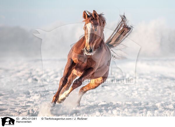 Hanoverian / JRO-01381