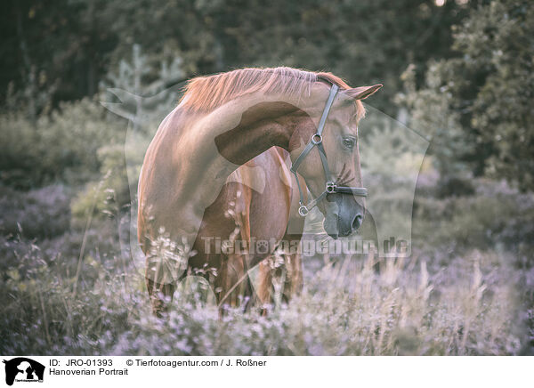 Hannoveraner Portrait / Hanoverian Portrait / JRO-01393