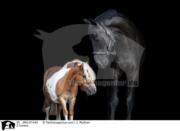 2 Pferde / 2 horses / JRO-01440
