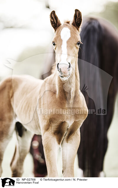 Hannoveraner Fohlen / Hanoverian Foal / NP-02768