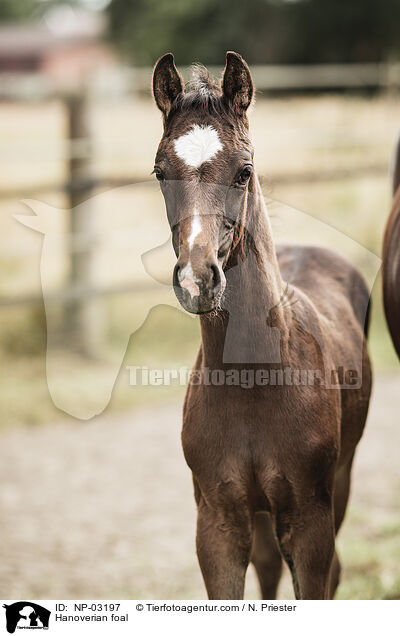 Hannoveraner Fohlen / Hanoverian foal / NP-03197