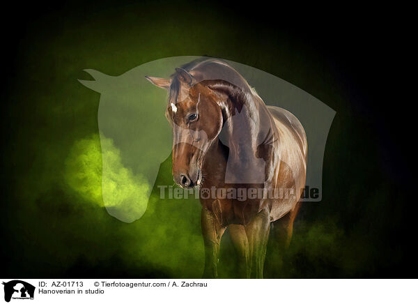Hannoveraner im Studio / Hanoverian in studio / AZ-01713