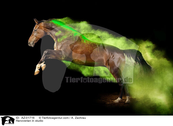 Hannoveraner im Studio / Hanoverian in studio / AZ-01716