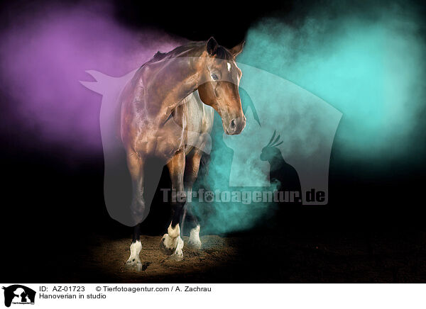 Hanoverian in studio / AZ-01723