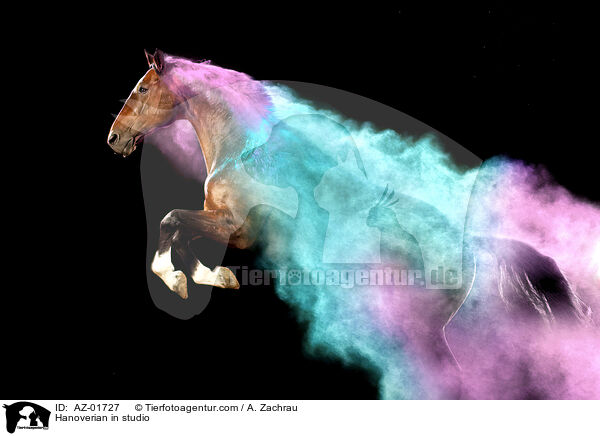 Hannoveraner im Studio / Hanoverian in studio / AZ-01727