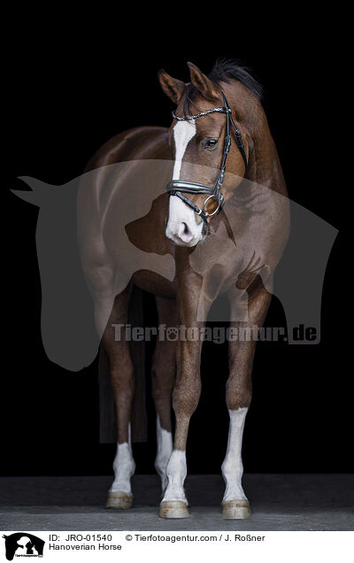 Hannoveraner / Hanoverian Horse / JRO-01540