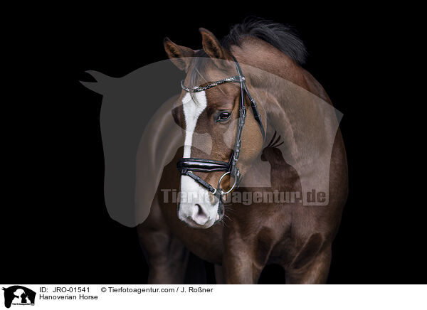 Hannoveraner / Hanoverian Horse / JRO-01541