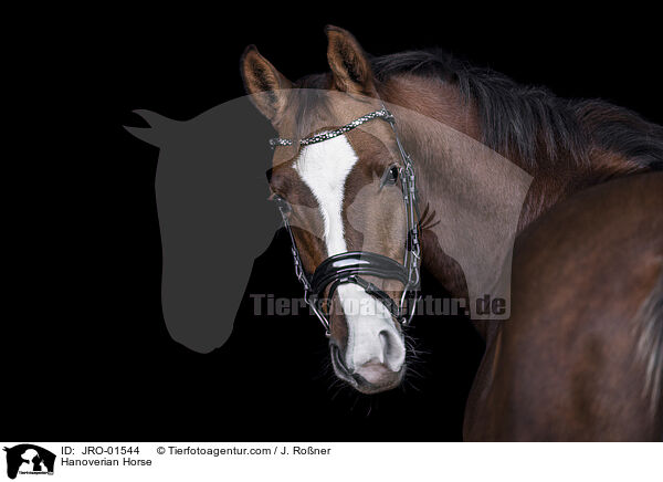 Hannoveraner / Hanoverian Horse / JRO-01544