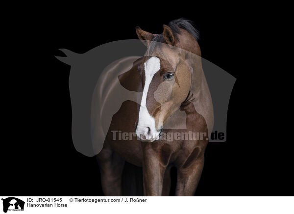 Hannoveraner / Hanoverian Horse / JRO-01545