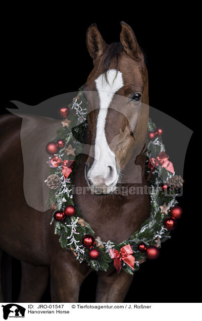 Hannoveraner / Hanoverian Horse / JRO-01547
