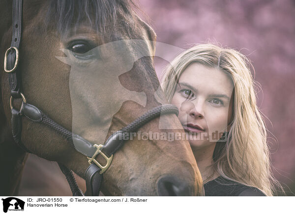 Hanoverian Horse / JRO-01550