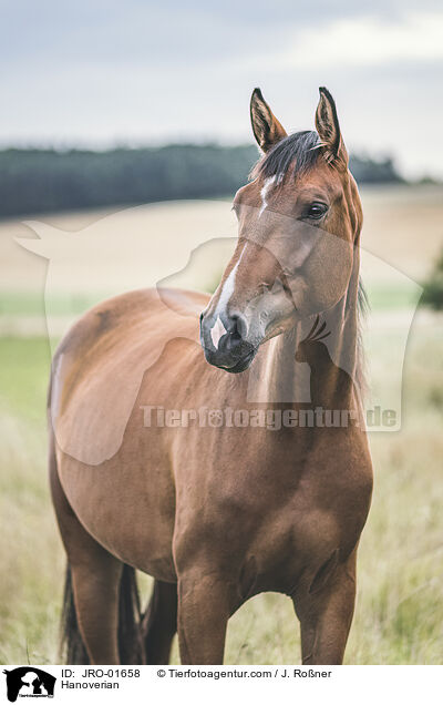 Hannoveraner / Hanoverian / JRO-01658