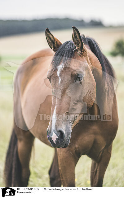 Hanoverian / JRO-01659