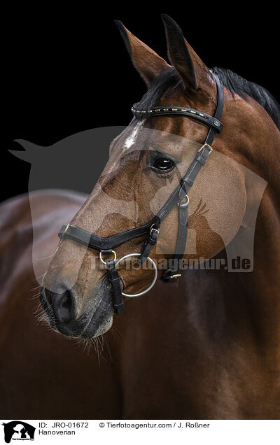 Hanoverian / JRO-01672