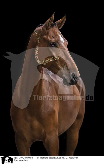 Hanoverian / JRO-01675