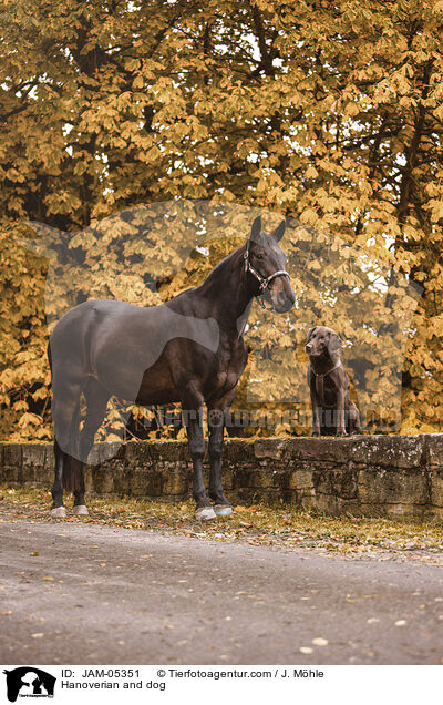 Hannoveraner und Hund / Hanoverian and dog / JAM-05351