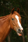 horse portrait