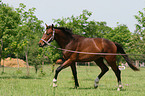 Hanoverian horse