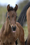 foal