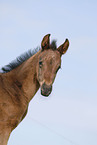 foal