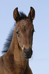 foal