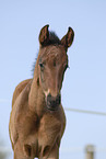 foal