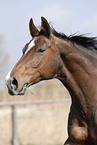 Hanoverian Horse Portrait