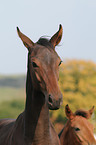 Hanoverian horse portrait