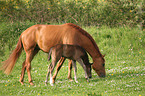 Hanoverian horse