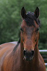 Hanoverian Horse Portrait