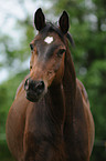 Hanoverian Horse Portrait