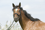 Hanoverian horse portrait