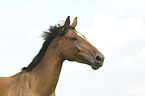 Hanoverian horse portrait